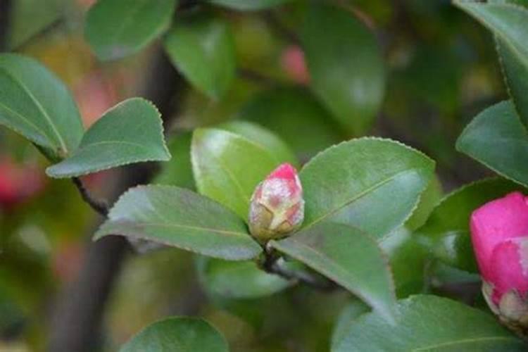 山茶花应该怎样施肥