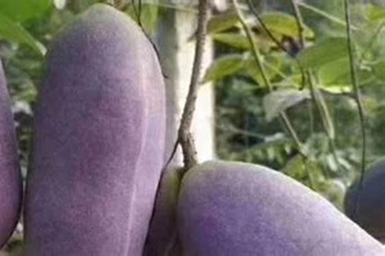 腻虫怎么消灭最简单方法