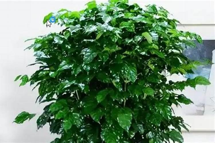 硝态氮的复合肥可以使用滴灌,用于辣椒生长期吗？