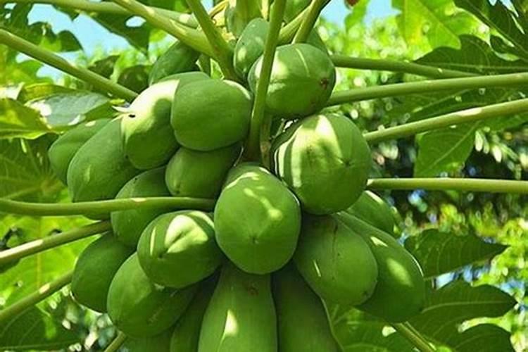 木爪施什么肥最好最快