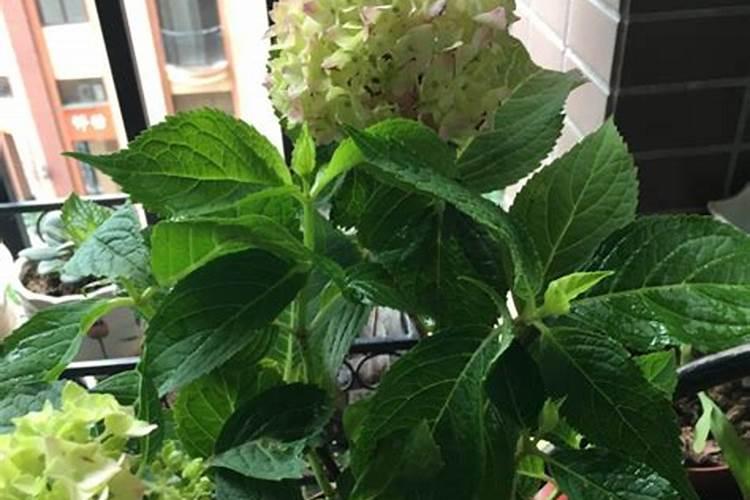 家里的绣球花开始萌芽了,后续该怎么来养护呢？