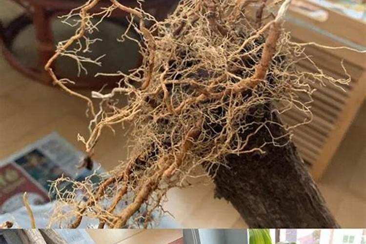 奥绿318s与a6的区别