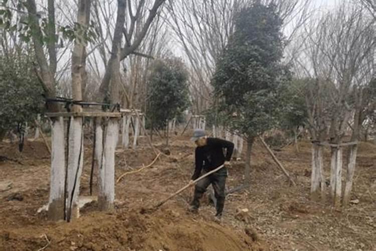 小桃树苗用什么肥长得快 如何合理施肥