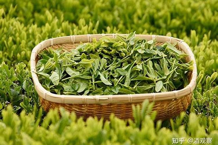 哪种叶面肥效果最好？