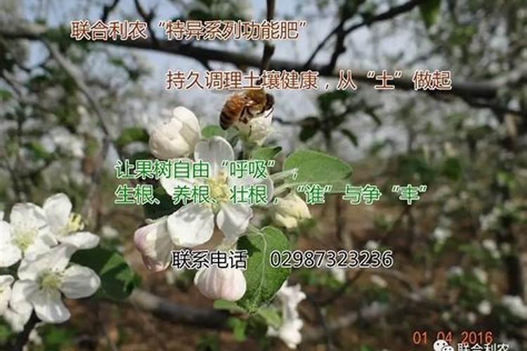 海藻肥的功效与作用