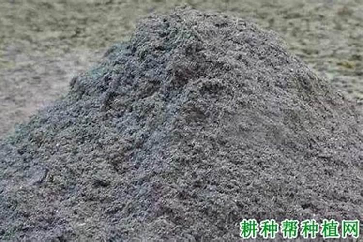 薄荷为啥光长茎不长叶子