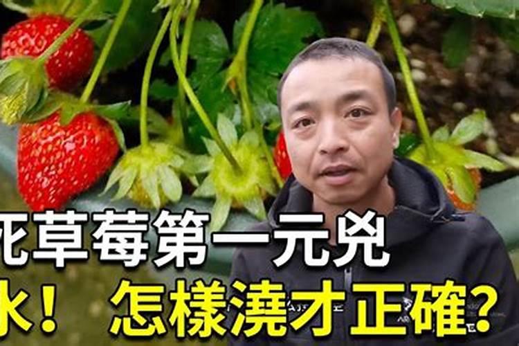 草莓挂果该怎么浇水和施肥