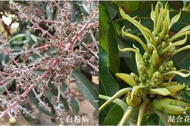 海安的厨余垃圾怎么处理