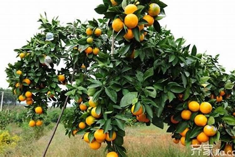 河南哪里生产甲醇