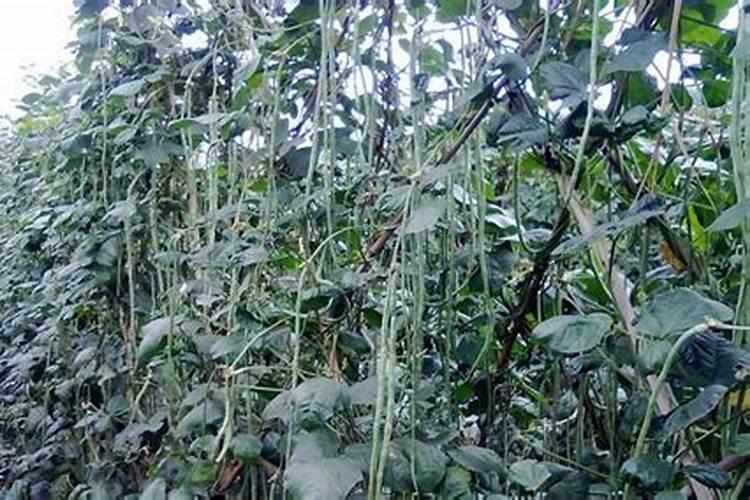 在豆角种植里该用什么肥料比较好？