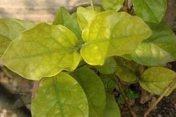 铁线莲只剩下根没有芽点能发芽吗