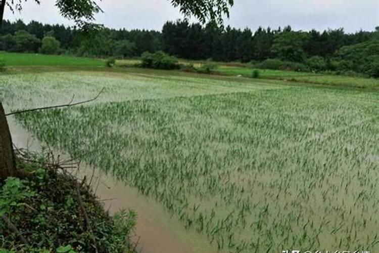 新栽茶花多久才施肥 新种茶花需要多久施肥