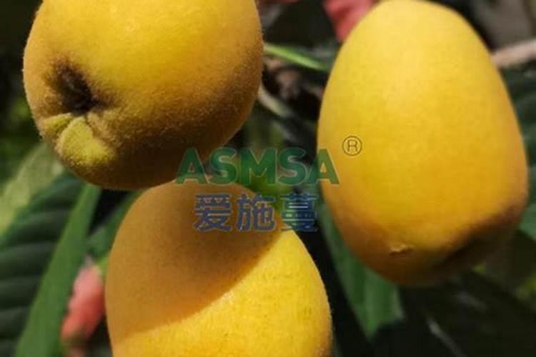 怎样让辣椒苗变粗壮