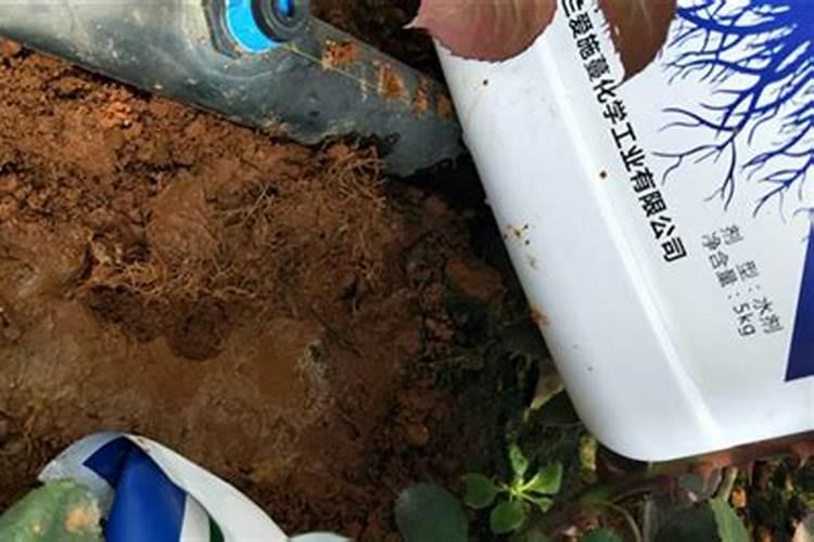花草施肥在什么时间最好;刚种的花可以施肥吗