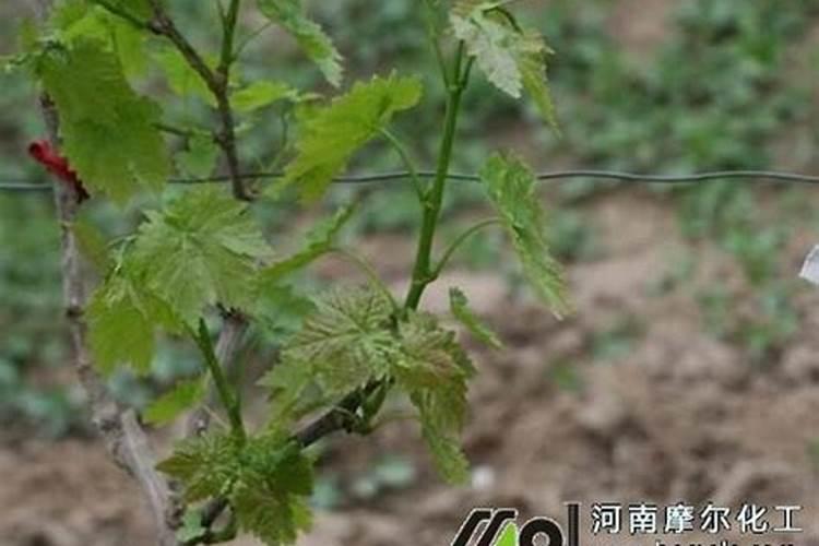 葡萄萌芽期施什么肥 葡萄萌芽期施什么肥好