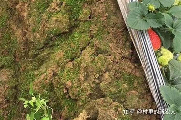 土壤酸化和盐渍化有什么区别,怎么改良,哪位老师给支招谢谢