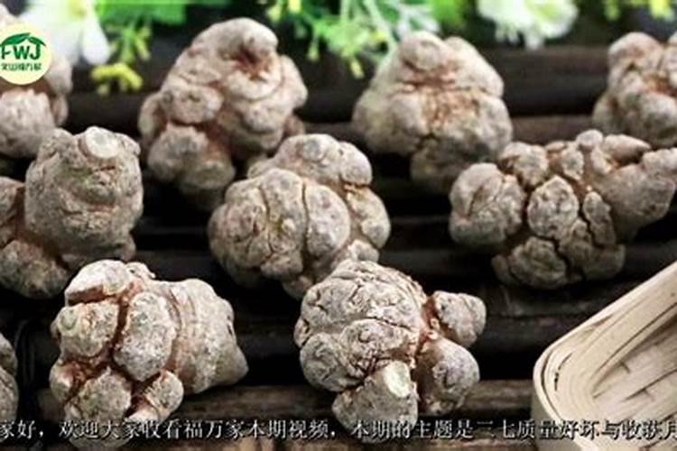 三七地下茎块膨大用什么肥料？三七长根高产肥料,三七叶面肥用昆仑风