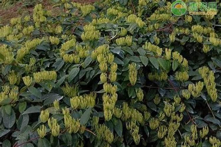 金银花种植多施磷肥,有什么好处？