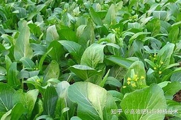 家里的栀子花打花骨朵了,怎么能让他顺利开花