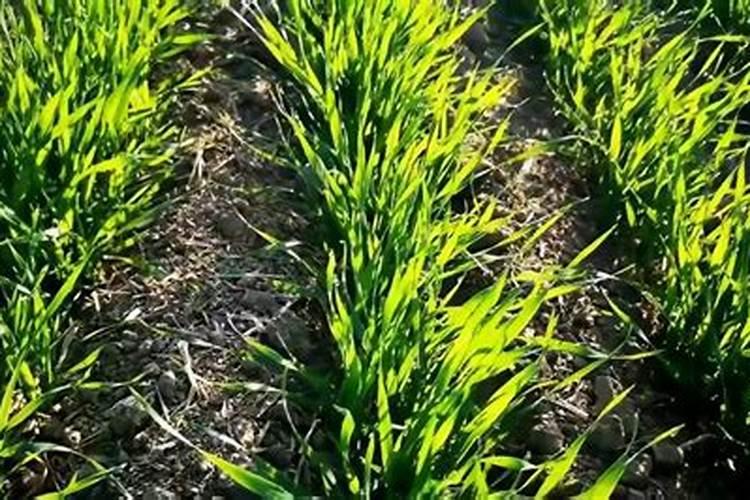 水稻施用氮肥过量有何危害