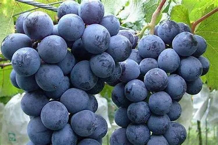 花桥哪里可以种地