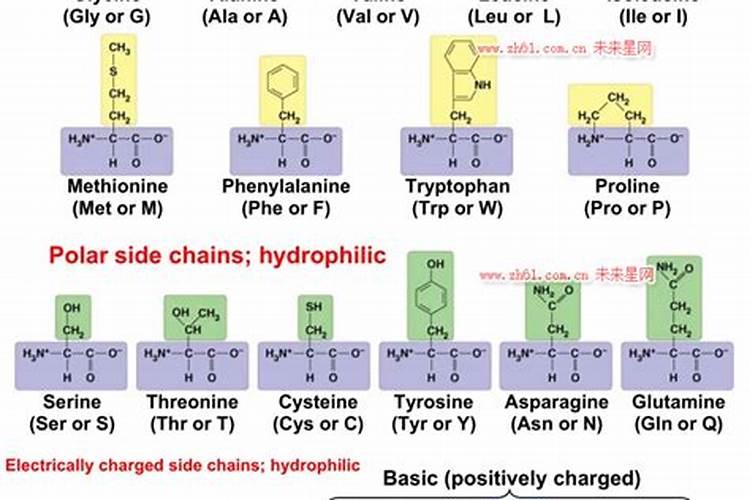 “牛磺酸镁” 和 “双甘氨酸镁”有什么区别呢？