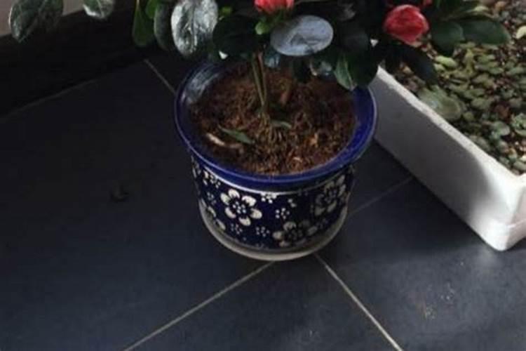 农业用硫酸钾肥作用是什么