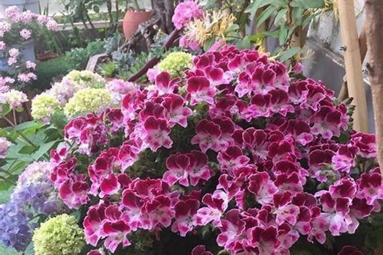 复合肥适合什么花？