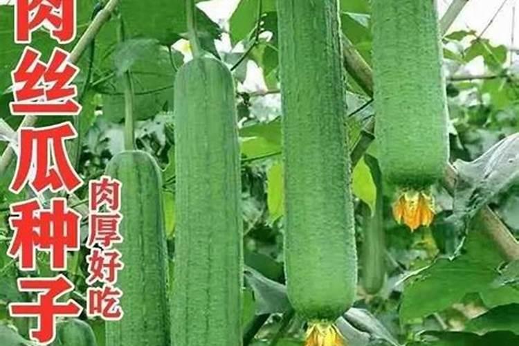 红梗叶甜菜的栽培种植