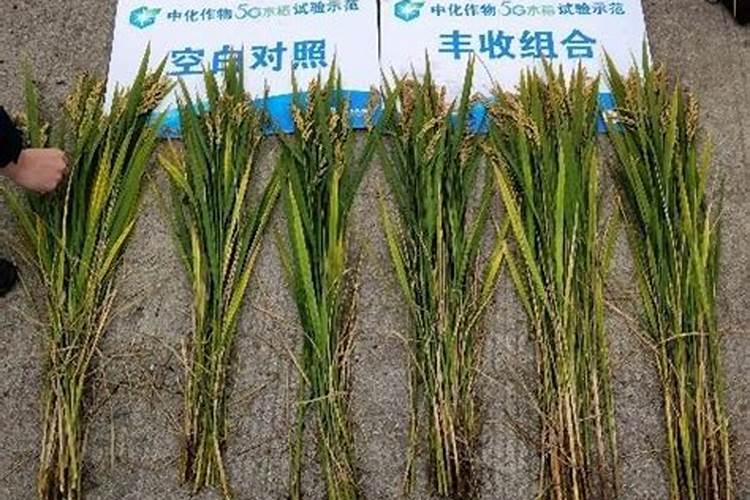 富含钙磷的食物有哪些 什么食物富含钙磷