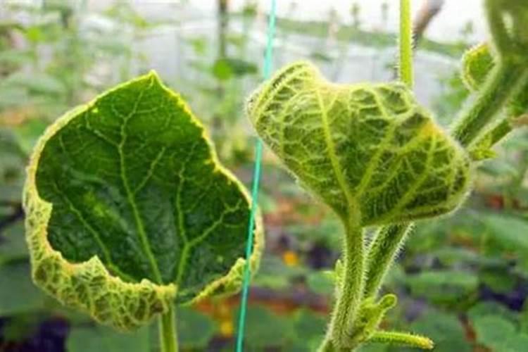兰花什么时候施肥最好 兰花施肥用什么肥最好(氮磷钾肥)