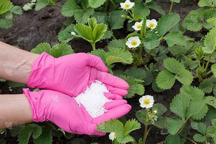 黄心菜种植时间和方法用肥量