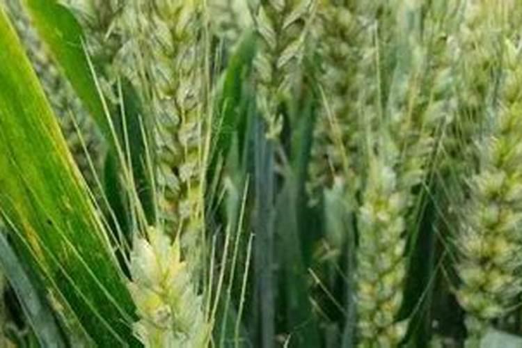 中国水溶肥十大品牌