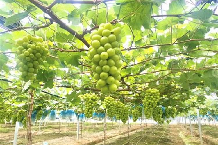 玉米种子需要泡水再种植吗