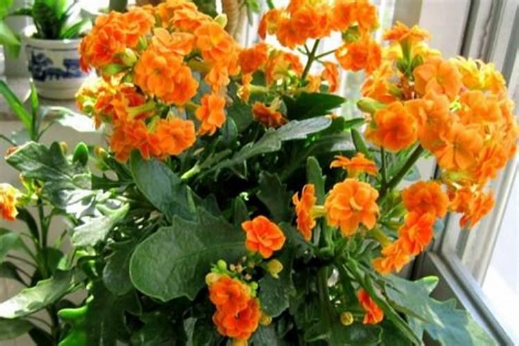 石榴花的四季养护方法