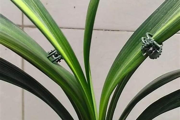 君子兰肥施重了怎么办