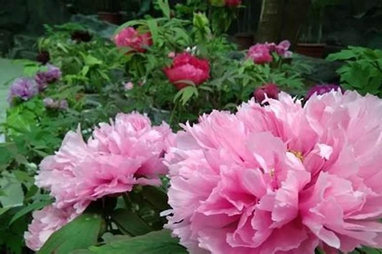 勒沃库森VS罗马,“药厂”不败晋级决赛？