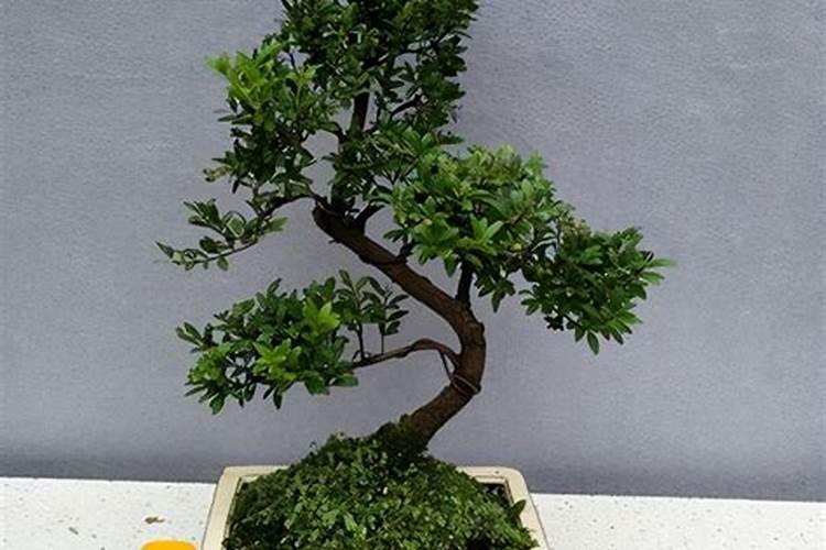 老师们帮忙看看番茄苗子是怎么回
