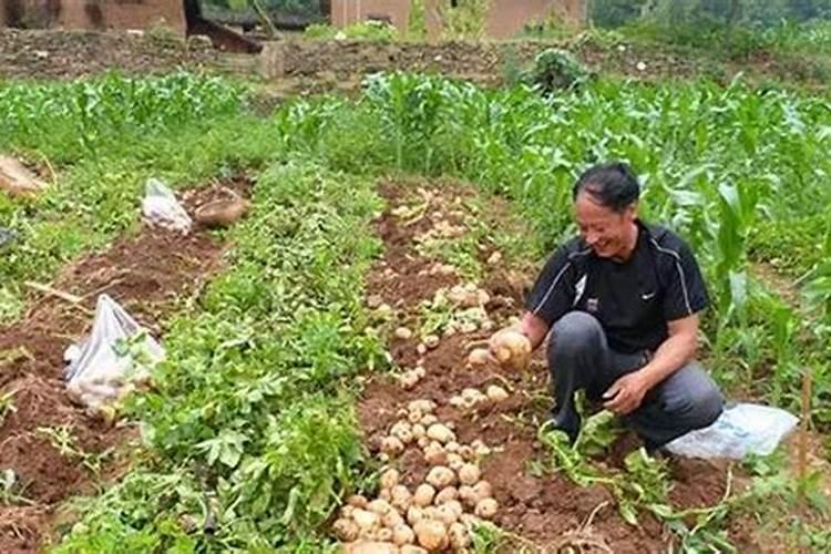 硝酸磷肥如何使用？硝酸磷肥的作用