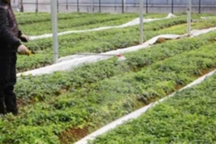 钾肥和复合肥的区别