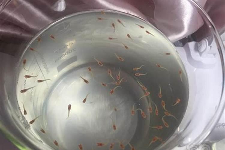 大豆一米多少株 一亩大约需要多少种子