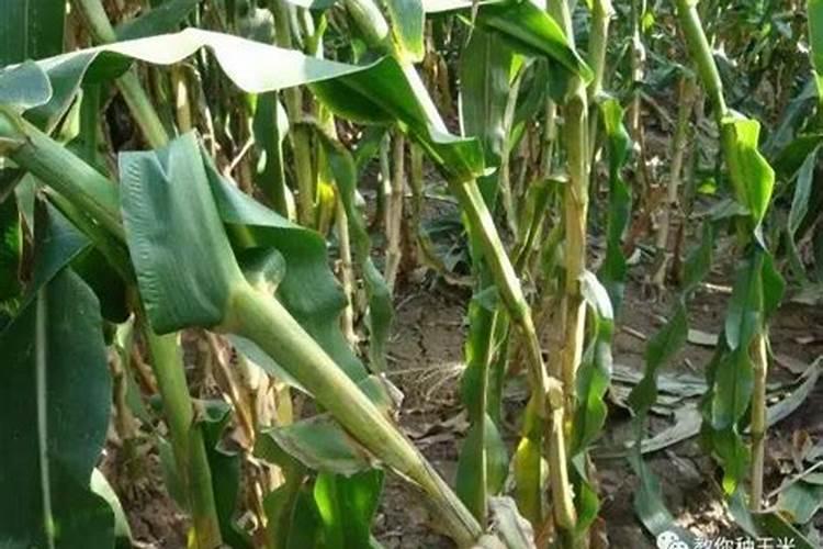 葫芦和南瓜哪个钾高