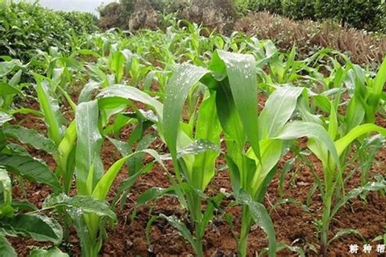 什么肥料对兰花发芽生根开花最好