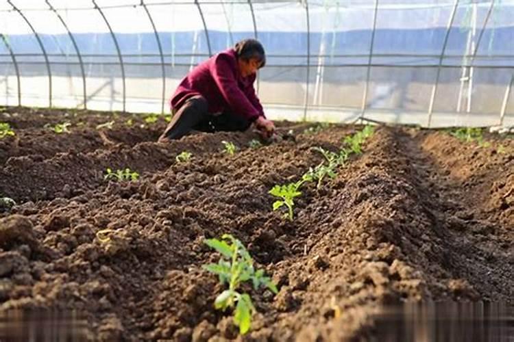 广西忻城县哪里有猪仔出