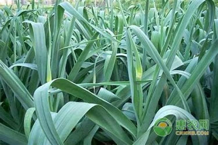 什么肥料可以催芽苗