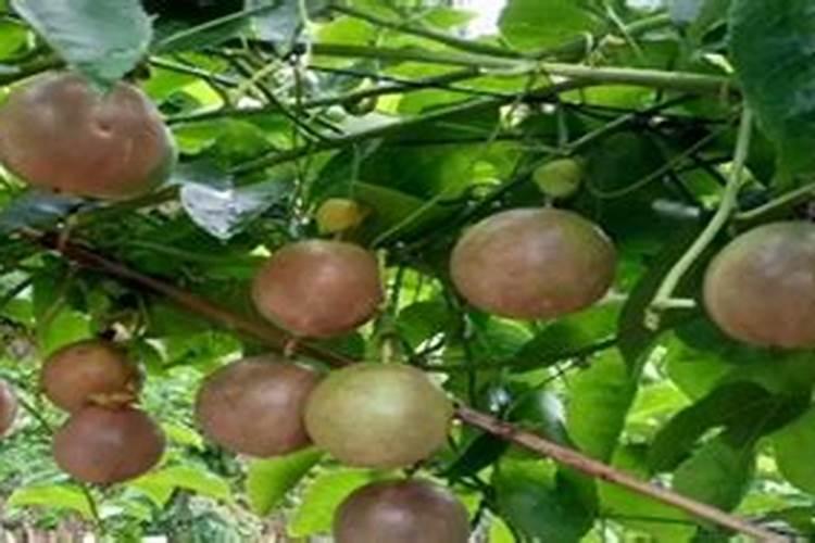 百香果浇什么肥料