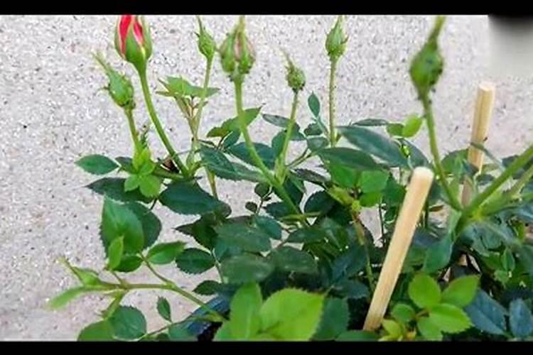 月季花的施肥方法