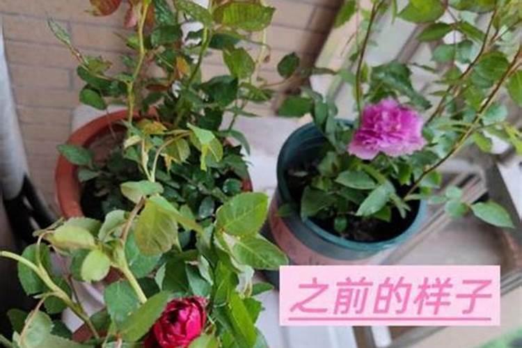 月季施肥方法和注意事项 月季花怎么施肥