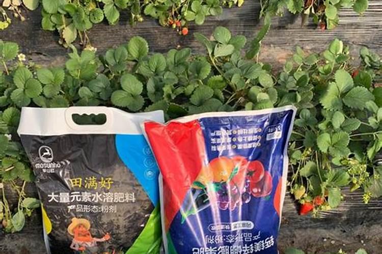 草莓用什么叶面肥效果好？草莓用什么肥料结果多？