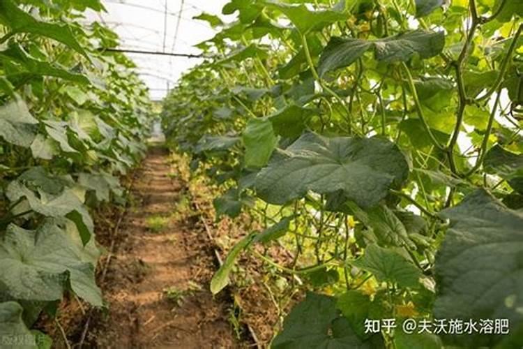 苟杞和黄杞萢水有什么好处